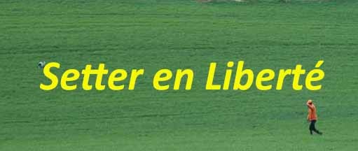 Setter_en_liberte